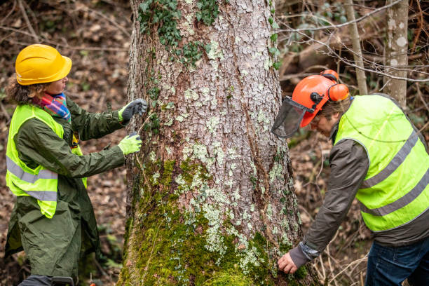 Best Root Management and Removal  in Blackshear, GA