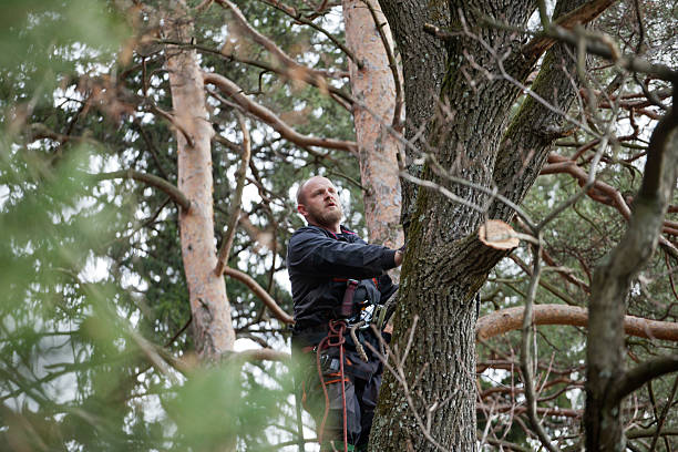 Best Tree Cabling and Bracing  in Blackshear, GA